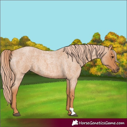 Horse Color:Red Roan