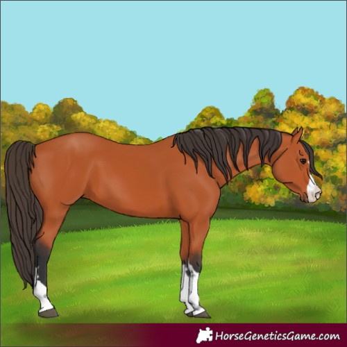 Horse Color:Bay 