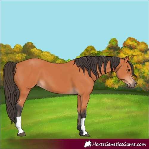 Horse Color:Bay 