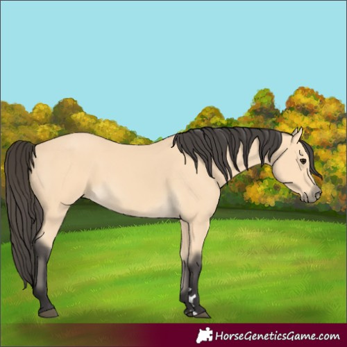 Horse Color:Buckskin 