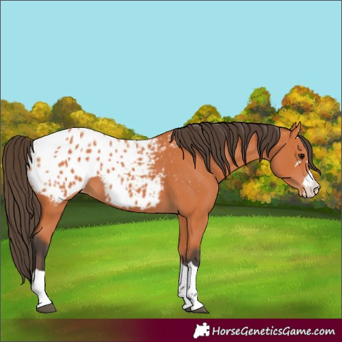 Horse Color:Bay Appaloosa
