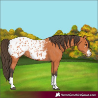 Horse Color:Bay Appaloosa 