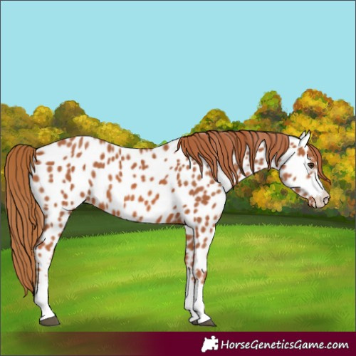 Horse Color:Chestnut Appaloosa