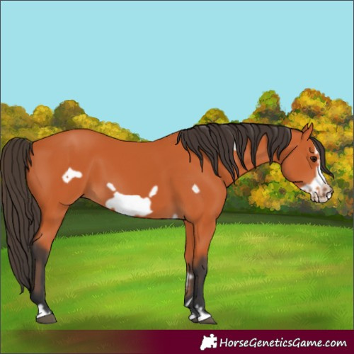 Horse Color:Bay Frame 
