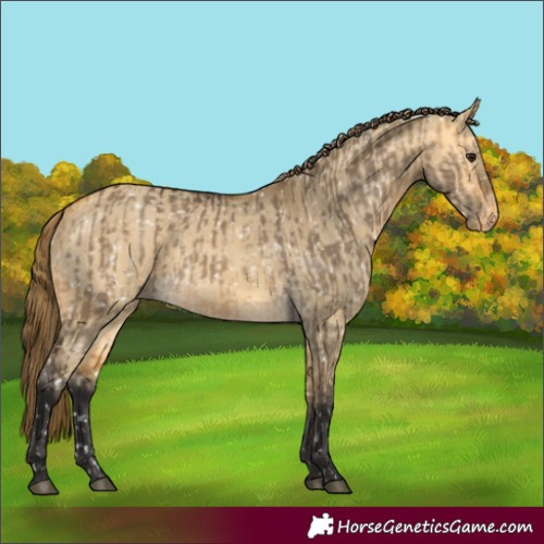 Horse Color:Buckskin Dun Snowflake Varnish and Buckskin Dun Snowflake Varnish