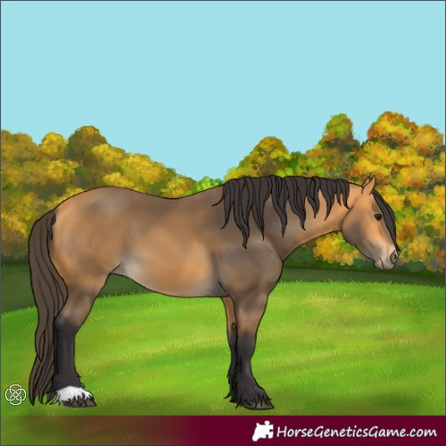 Horse Color:Buckskin