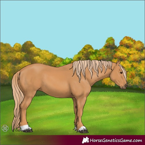 Horse Color:Chestnut 