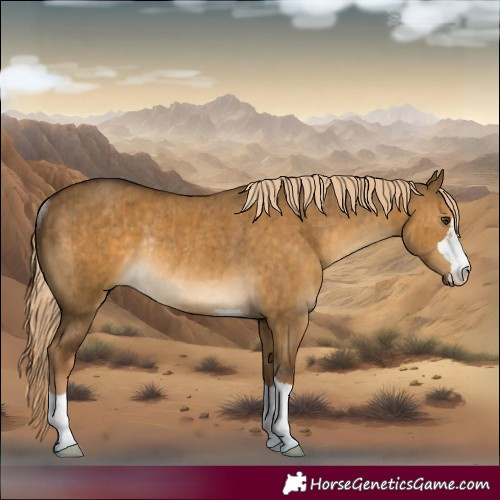 Horse Color:Chocolate Palomino Dun Rabicano Brindle