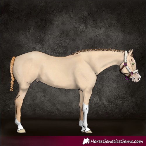 Horse Color:Gold Champagne Dun Splash Tobiano