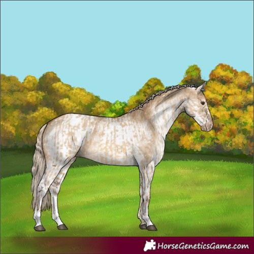 Horse Color:Chocolate Palomino Dun Appaloosa and White Spotted Chocolate Palomino Dun Appaloosa