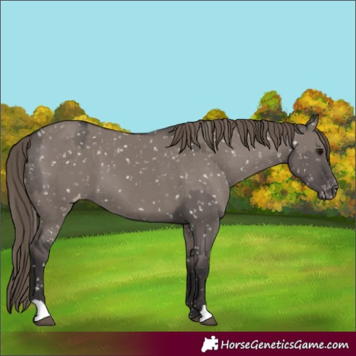 Horse Color:Unknown 