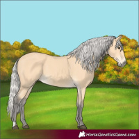 Horse Color:Silver Buckskin