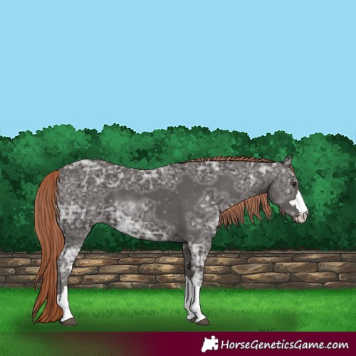 Horse Color:Liver Chestnut Ice