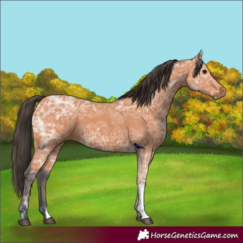 Horse Color:Bay Ice 