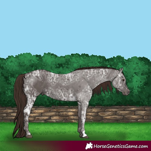 Horse Color:Liver Chestnut Ice