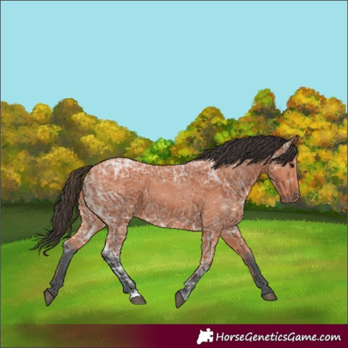 Horse Color:Bay Ice