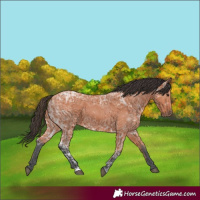 Horse Color:Bay Ice 