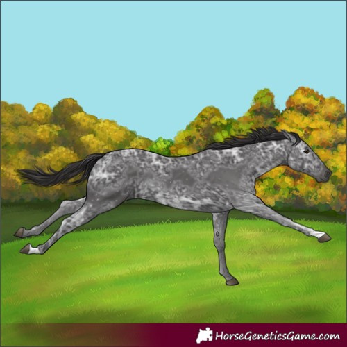 Horse Color:Smoky Black Ice