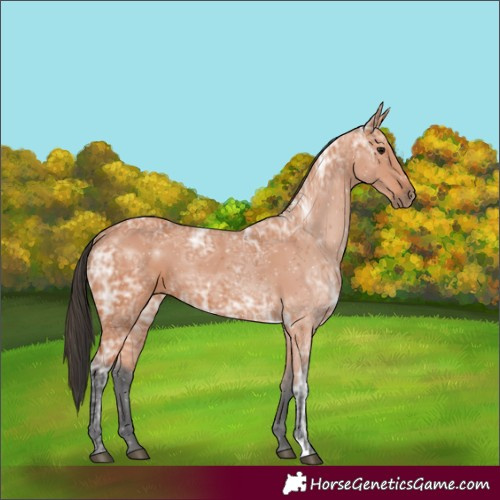 Horse Color:Bay Ice