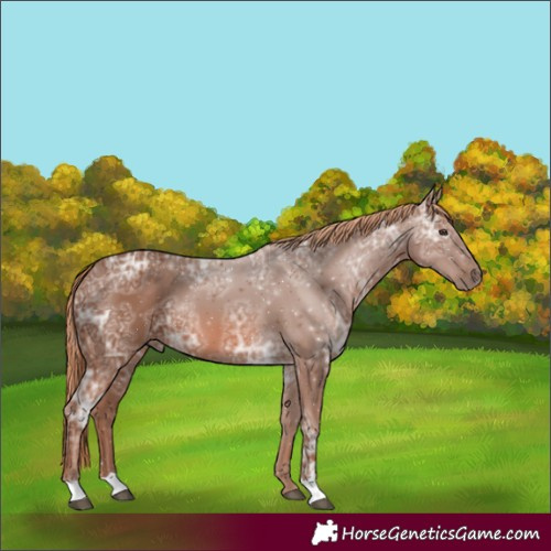 Horse Color:Chestnut Ice