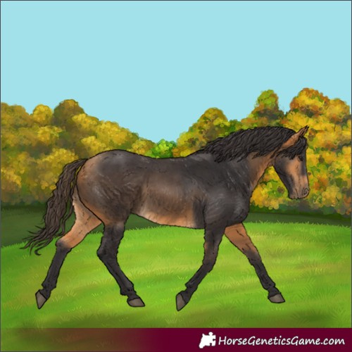 Horse Color:Buckskin 