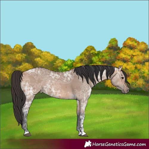 Horse Color:Bay Ice Dun