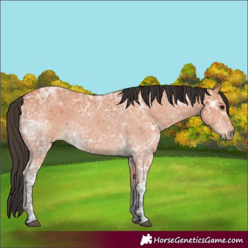 Horse Color:Bay Ice