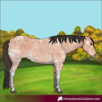 Horse Color:Bay Ice 
