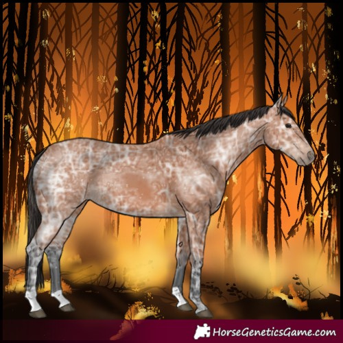 Horse Color:Bay Ice