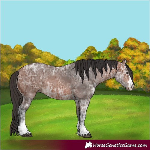 Horse Color:Bay Ice