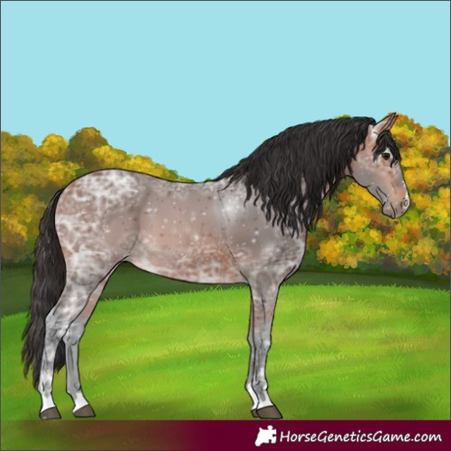 Horse Color:Bay Ice