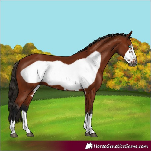 Horse Color:Gray Bay Frame