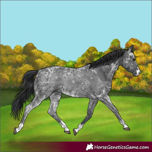 Horse Color:Black Ice 
