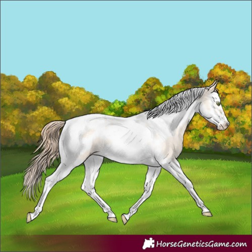 Horse Color:Gold Champagne Roan Dun Splash Tobiano Frame Appaloosa Rabicano 