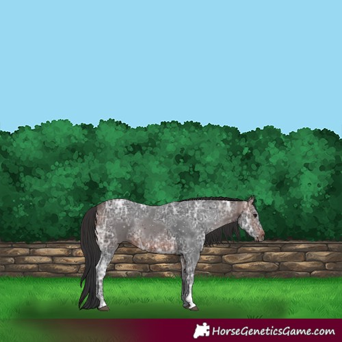 Horse Color:Brown Ice