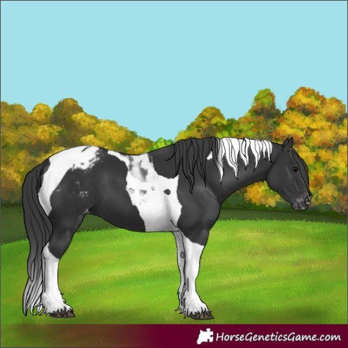Horse Color:Black Tobiano Appaloosa 