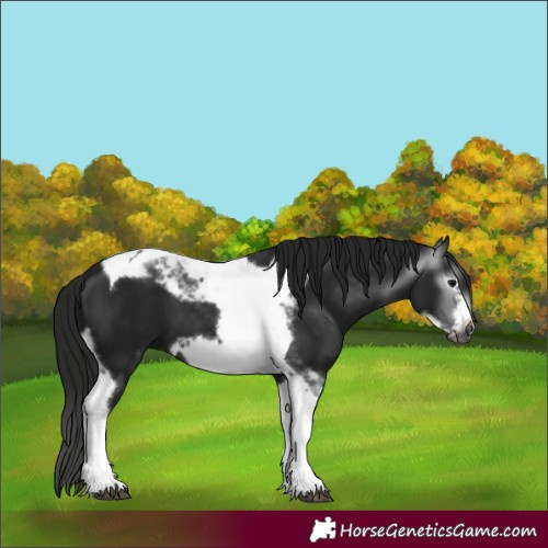 Horse Color:Gray Black Tobiano Frame