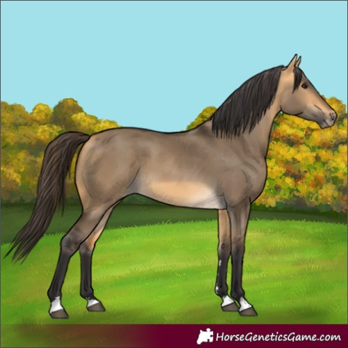 Horse Color:Buckskin Dun 