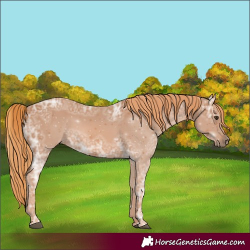 Horse Color:Chestnut Ice