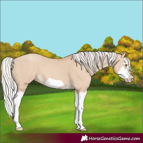 Horse Color:Silver Classic Champagne Dun Splash Frame
