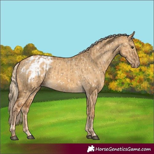Horse Color:Chocolate Palomino Dun Blanket and Palomino Dun Blanket