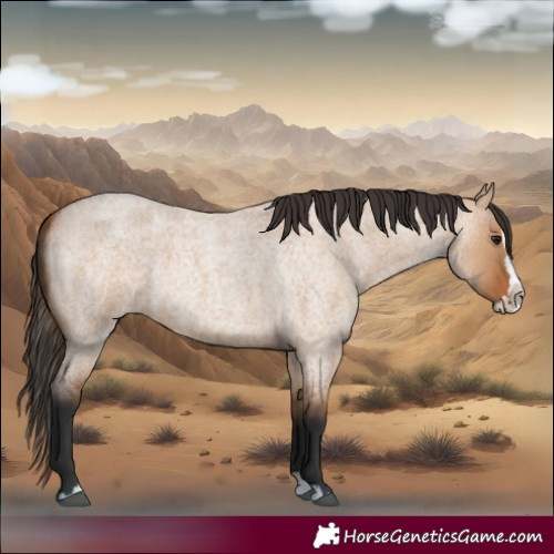 Horse Color:Bay Roan Dun Splash