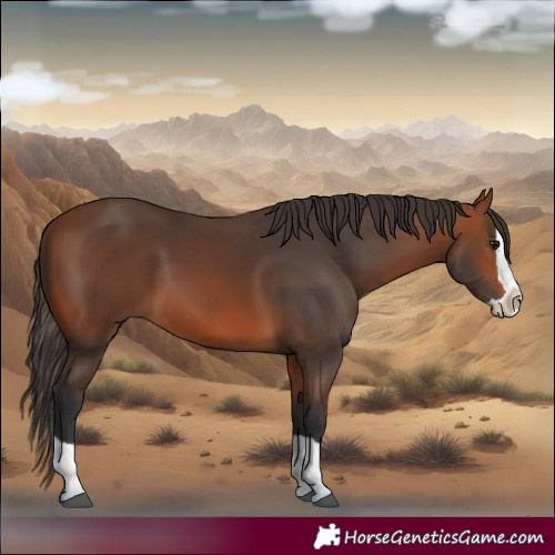 Horse Color:Bay Splash 