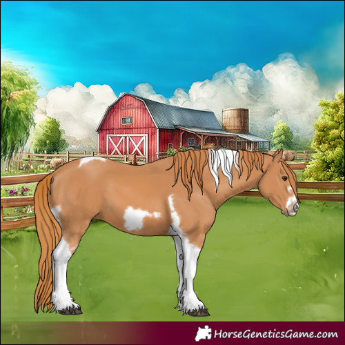 Horse Color:Chestnut Tobiano Frame
