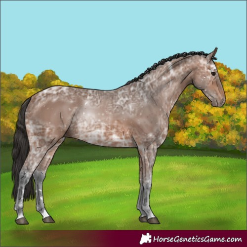 Horse Color:Bay Ice 