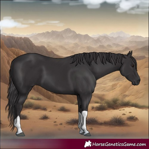 Horse Color:Smoky Black Tobiano 