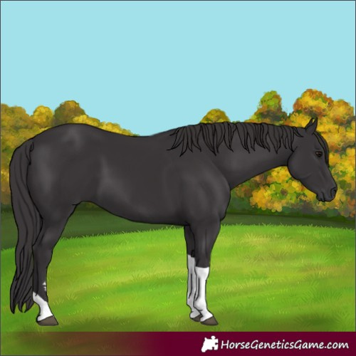 Horse Color:Smoky Black Tobiano 