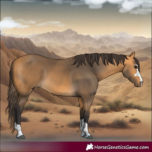 Horse Color:Buckskin 