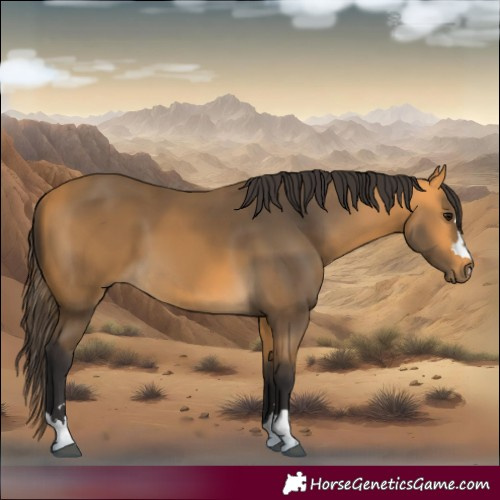 Horse Color:Buckskin