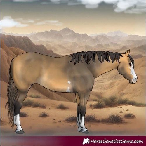 Horse Color:Buckskin